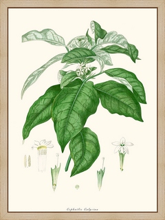 Cephaelis-Calycina