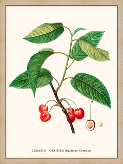 Cerisier-Pierre-Joseph-Redoute