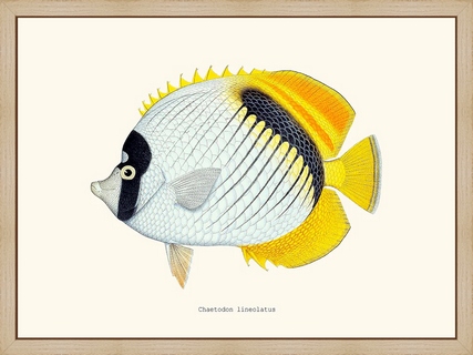 Chaetodon-lineolatus