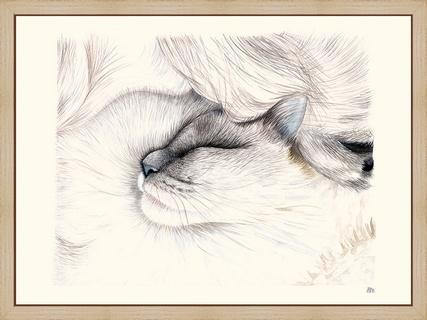 Chat---Helene-Montfort