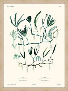 Chauvinia-PL23--La-Coquille