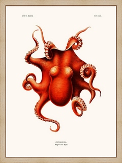Polypus-Levis-Hoyle