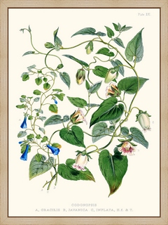 Codonopsis