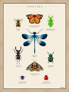 Composition-Insectes---Manon-Cassagne
