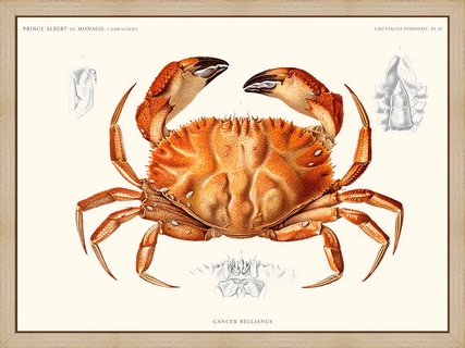 Crabe
