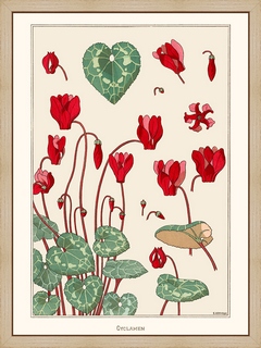 M.P-Verneuil-Cyclamen