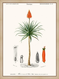 Aloes