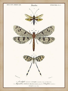 Ascalaphe