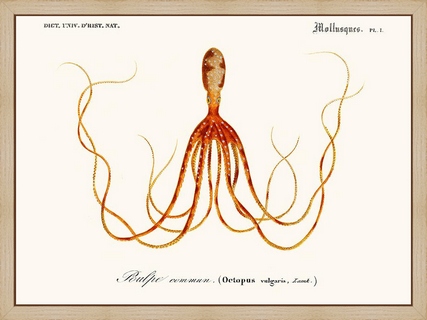 Cephalopode