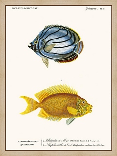 Chetodon