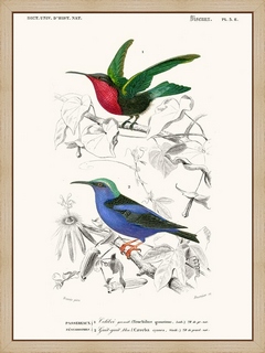 Colibri