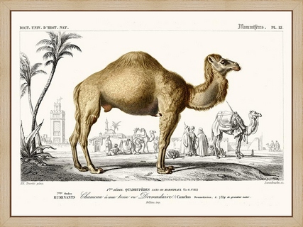 Dromadaire