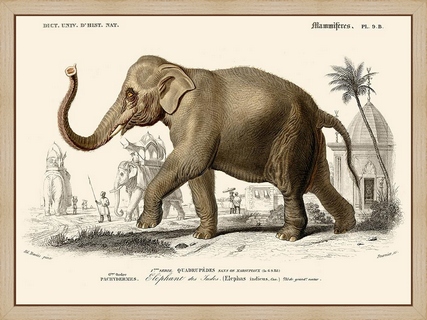 Elephant