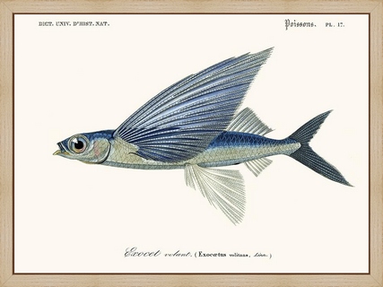 Exocet