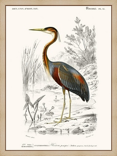 Heron