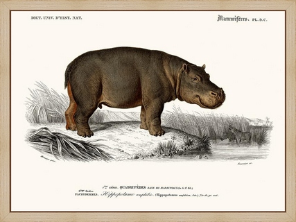 Hippopotame