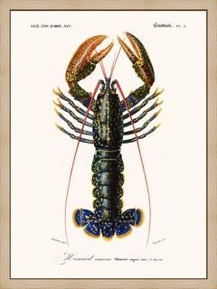 Homard