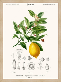 Limonaire-Citronier