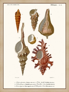 Mollusques-Pl21