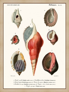 Mollusques-Pl22