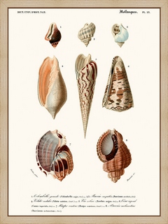 Mollusques-Pl23