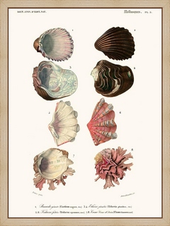 Mollusques-Pl5