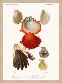 Mollusques-Pl8