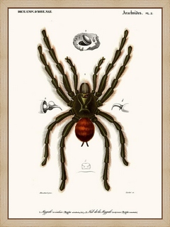 Mygale