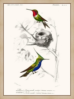 Oiseau-mouche