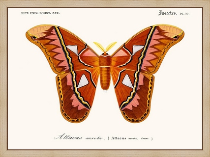 Papillon-Attacus