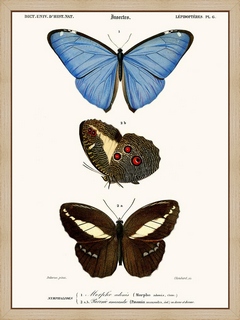 Papillon-Morpho
