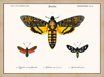 Papillon-Sphinx