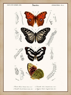 Papillon-Vanesse
