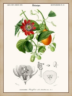 Passiflore