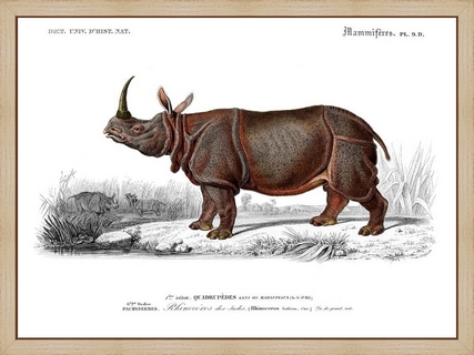Rhinoceros