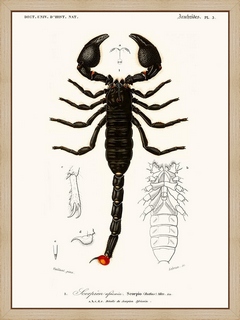 Scorpion