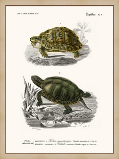 Tortue