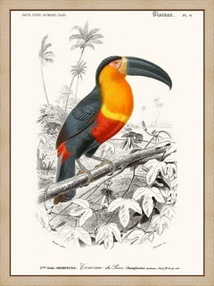 Toucan