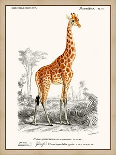Girafe