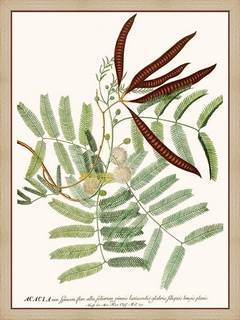 Accacia