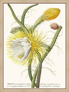 Cereus