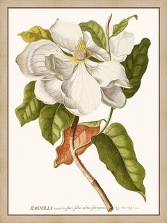 Magnolia