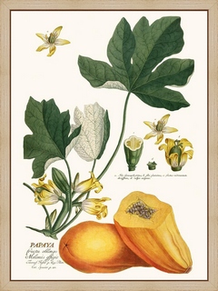Papaya
