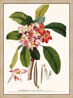 Plumeria