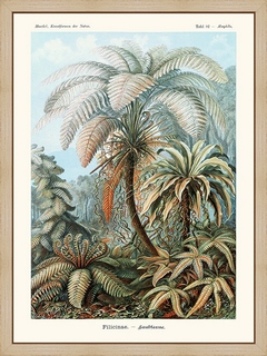 Filicina--d-Ernst-Haeckel