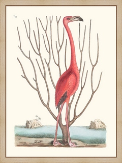 Flamant-des-Bahamas