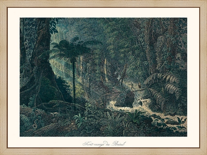 Foret-vierge-du-Bresil