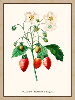 Fraisier-Pierre-Joseph-Redoute