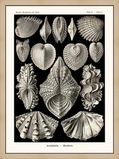 Acephala