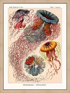 Discomedusae